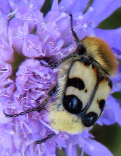 Trichius sp.